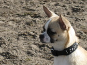 honden foto van Jootje