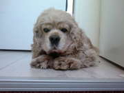 honden foto van Jeff