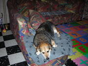 honden foto van Mesens