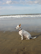 honden foto van Debby