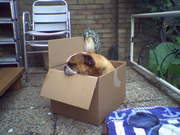 honden foto van Diesel