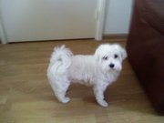 honden foto honden foto van Alie & Sammy