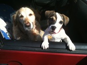 honden foto van aglo