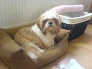 honden foto van Kristel 