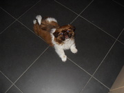 honden foto van Coppens Naika