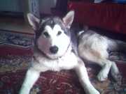 honden foto honden foto van Alexandra O.