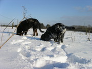 honden foto van Gaelle