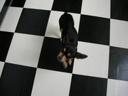 honden foto van Linda