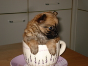 honden foto van Marion