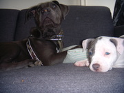 honden foto van jinjer