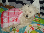 honden foto van joke