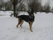 honden foto van Boy en Kyra