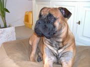 honden foto van Suzan