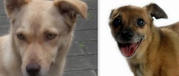 honden foto van Lea ,  Estrella ( † ) en de 6 caafjes.