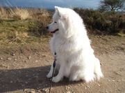 honden foto honden foto van Bert Austen