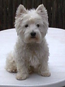honden foto van lea