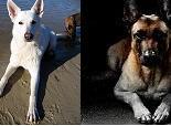 honden foto honden foto van Katrin Bellyeu