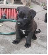 honden foto van oguz