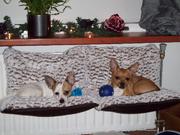 honden foto van Ilona