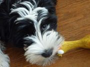 honden foto honden foto van Z. Dammer