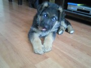 honden foto van Akkelien