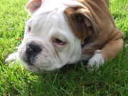 honden foto van Foep 