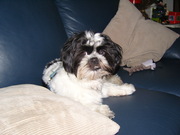 honden foto van stefan