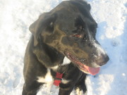 honden foto van Tilo