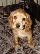 honden foto van Kimberly