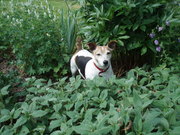 honden foto van Else