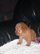 honden foto van bean