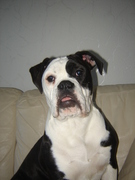 honden foto van ruud