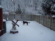 honden foto van anne  verbeeck