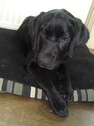 honden foto van Juultje