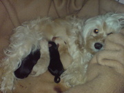 honden foto van Christina