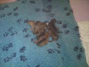 honden foto van Frann