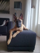 honden foto van Wilco & Renate