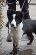 honden foto van Liesbeth en Shadow