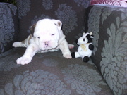 honden foto van tabina