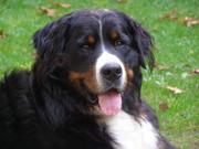 honden foto honden foto van marijke de geus