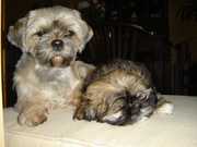 honden foto van Jose