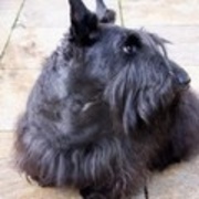 honden foto van Floor