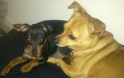 honden foto van Lieve 