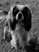 honden foto van miranda flipse