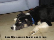 honden foto van missy & Riley