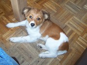 honden foto van Marisca