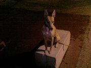 honden foto van Gilbert