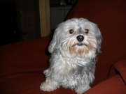 honden foto van tineke