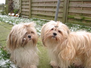 honden foto van PukTricky