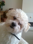 honden foto van mar & binky